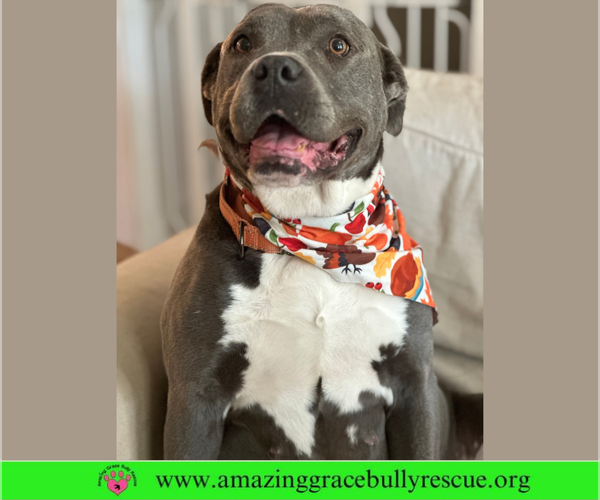 Medium Photo #4 American Pit Bull Terrier-Unknown Mix Puppy For Sale in Milton, FL, USA