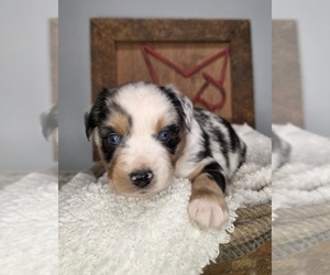 Medium Miniature Australian Shepherd