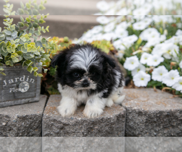 Medium Photo #3 Shiranian Puppy For Sale in MIDDLEBURY, IN, USA