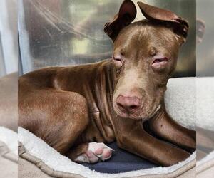 American Pit Bull Terrier-Unknown Mix Dogs for adoption in San Antonio, TX, USA