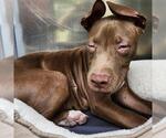 Small American Pit Bull Terrier Mix