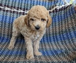 Puppy 4 Poodle (Miniature)