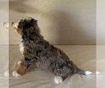 Small #1 Bernedoodle