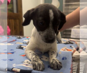 Mutt Dogs for adoption in Chico, CA, USA