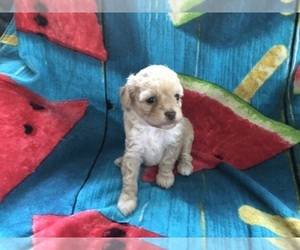 Cockapoo Puppy for sale in HOLDEN, MO, USA