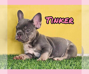 French Bulldog Puppy for sale in ALBUQUERQUE, NM, USA