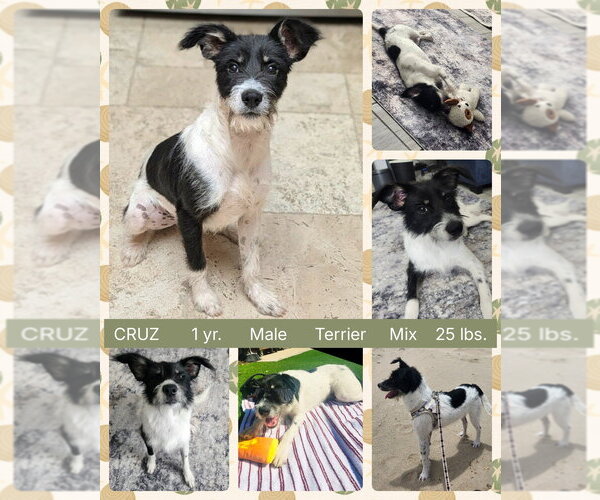 Medium Photo #1 Parson Russell Terrier-Unknown Mix Puppy For Sale in Mesa, AZ, USA