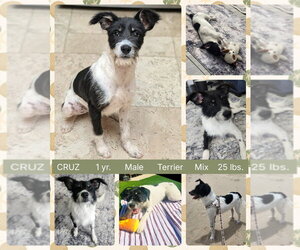 Parson Russell Terrier-Unknown Mix Dogs for adoption in Mesa, AZ, USA