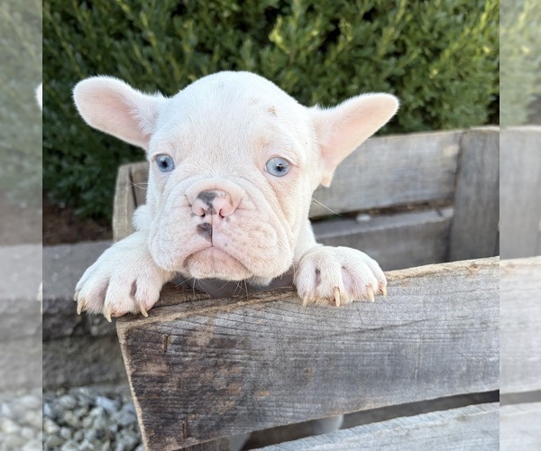 Medium Photo #4 French Bulldog Puppy For Sale in MIDDLEBURY, IN, USA