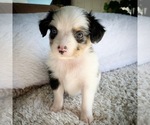 Small Photo #4 Miniature Australian Shepherd Puppy For Sale in BEATTY, OR, USA
