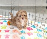 Small #7 ShihPoo