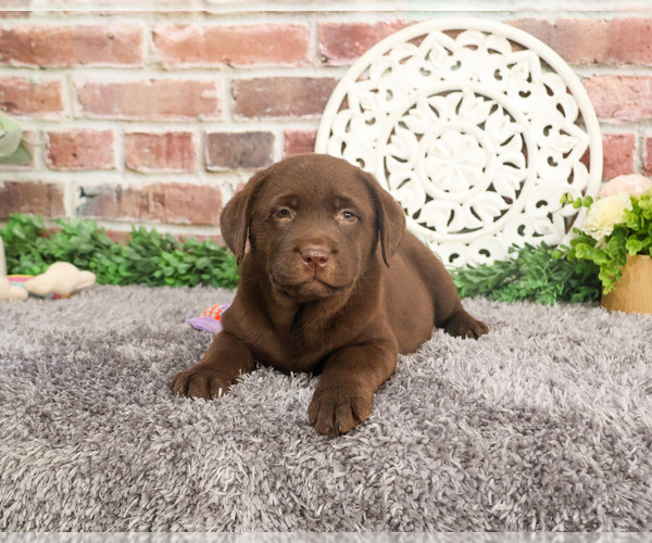 Medium Photo #8 Labrador Retriever Puppy For Sale in SYRACUSE, IN, USA