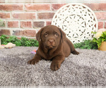 Small #7 Labrador Retriever