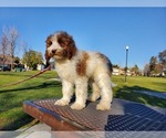 Small #1 Goldendoodle