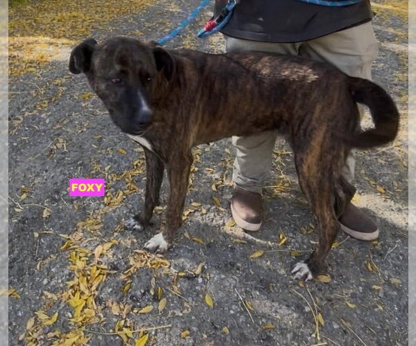 Medium Photo #2 Holland Shepherd-Plott Hound Mix Puppy For Sale in Woodland Hills, CA, USA