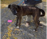 Small Photo #2 Holland Shepherd-Plott Hound Mix Puppy For Sale in Woodland Hills, CA, USA