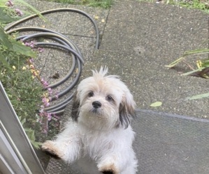 Zuchon Puppy for sale in ATL, GA, USA