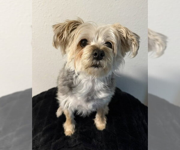Medium Photo #1 Mutt Puppy For Sale in Fort Collins, CO, USA