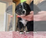 Small Photo #2 Australian Shepherd Puppy For Sale in ELNORA, IN, USA