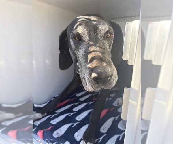 Medium Photo #1 Great Dane Puppy For Sale in Sanford, FL, USA