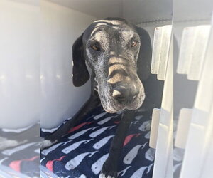 Great Dane Dogs for adoption in Sanford, FL, USA