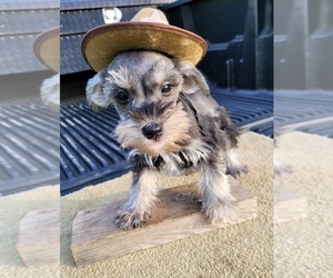 Schnauzer (Miniature) Puppy for sale in BRYANT, AL, USA