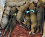 Small #9 Rhodesian Ridgeback