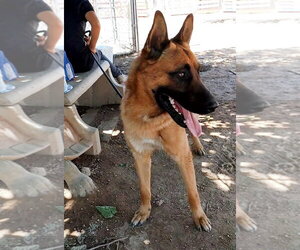 Angelito- - Male German Shepherd Dog Dog for Adoption - Photo #9