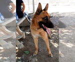 Small #8 German Shepherd Dog