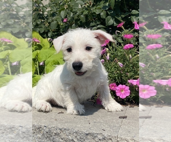 Medium Photo #7 West Highland White Terrier Puppy For Sale in CANOGA, NY, USA
