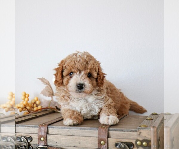 Medium Photo #3 Cavapoo Puppy For Sale in ARTHUR, IL, USA