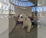 Small Photo #30 Sheepadoodle Puppy For Sale in THORNDALE, TX, USA