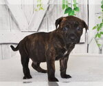 BODIE - Male Mutt Dog for Adoption - Small photo