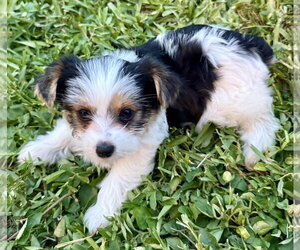 Mary Parti Yorkie Hypoallergenic - Female Mutt Dog for Adoption - Photo #3