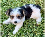 Small Photo #3 Mutt Puppy For Sale in Boca Raton, FL, USA