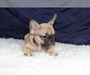 French Bulldog Puppy for sale in ATHERTON, CA, USA