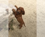 Small Photo #131 Rhodesian Ridgeback Puppy For Sale in MORONGO VALLEY, CA, USA