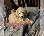 Small Photo #23 Poodle (Toy) Puppy For Sale in LONG GROVE, IL, USA