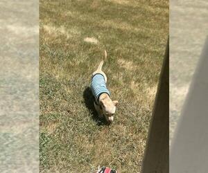 Labrador Retriever-Unknown Mix Dogs for adoption in San Antonio, TX, USA