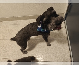 Father of the Schnauzer (Miniature) puppies born on 08/30/2025