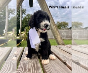 Bernedoodle Puppy for sale in SPENCER, IN, USA