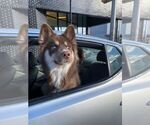 Small Photo #1 German Shepherd Dog-Siberian Husky Mix Puppy For Sale in LAS VEGAS, NV, USA