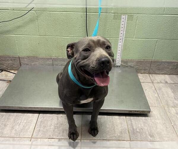Medium Photo #1 American Staffordshire Terrier-Unknown Mix Puppy For Sale in Grand Prairie, TX, USA