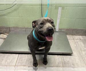American Staffordshire Terrier-Unknown Mix Dogs for adoption in Grand Prairie, TX, USA