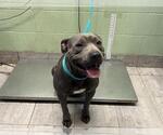 ROCKY - Male American Staffordshire Terrier-Unknown Mix Dog for Adoption - Small photo