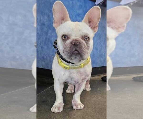 Medium Photo #1 French Bulldog Puppy For Sale in Rockwall, TX, USA