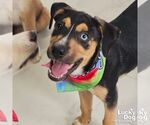 Small #2 Australian Shepherd Mix