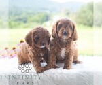 Small #1 Cavapoo (Miniature)