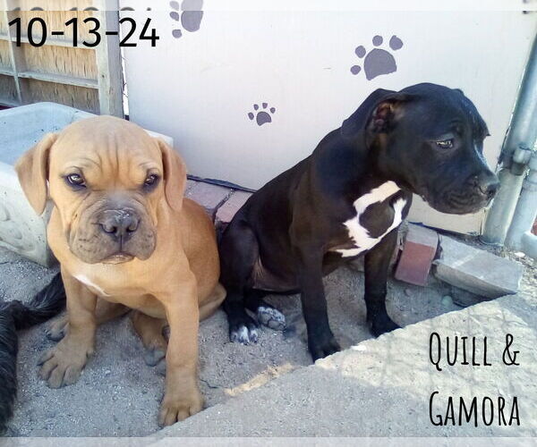 Medium Photo #5 Bulldog-Unknown Mix Puppy For Sale in Apple Valley, CA, USA