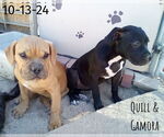 Small #4 Bulldog Mix